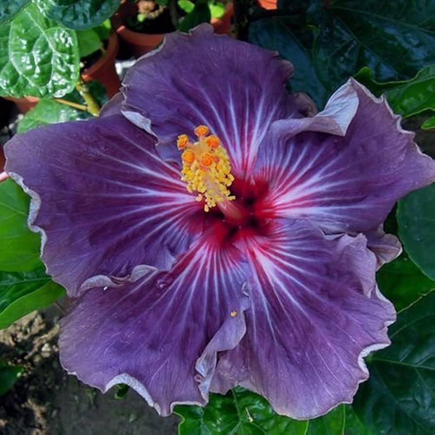 Hibiscus flower white pink purple giant seeds for planting in tropical exotic gardens - Dharaseeds