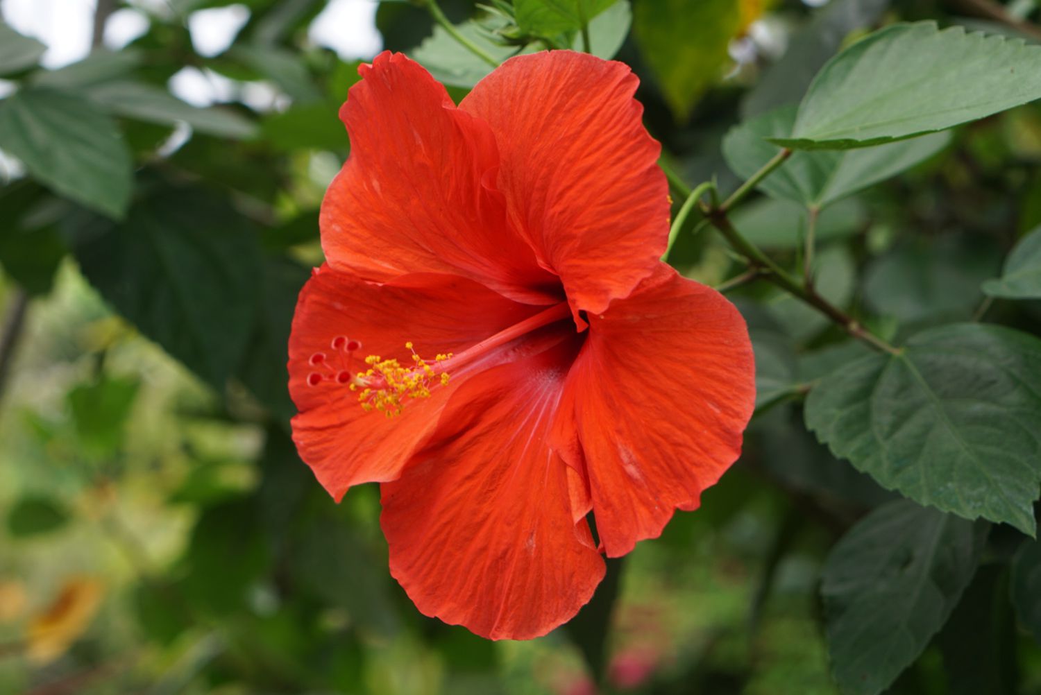 Hibiscus Luna Mix Seeds