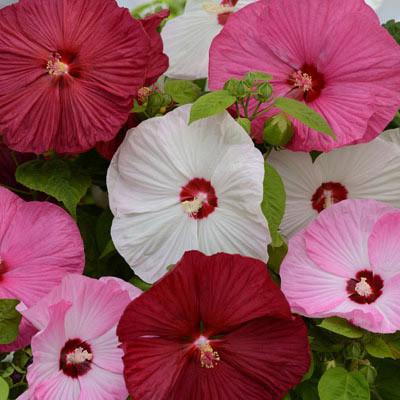 Hibiscus Luna Imported heirloom non-gmo garden seeds