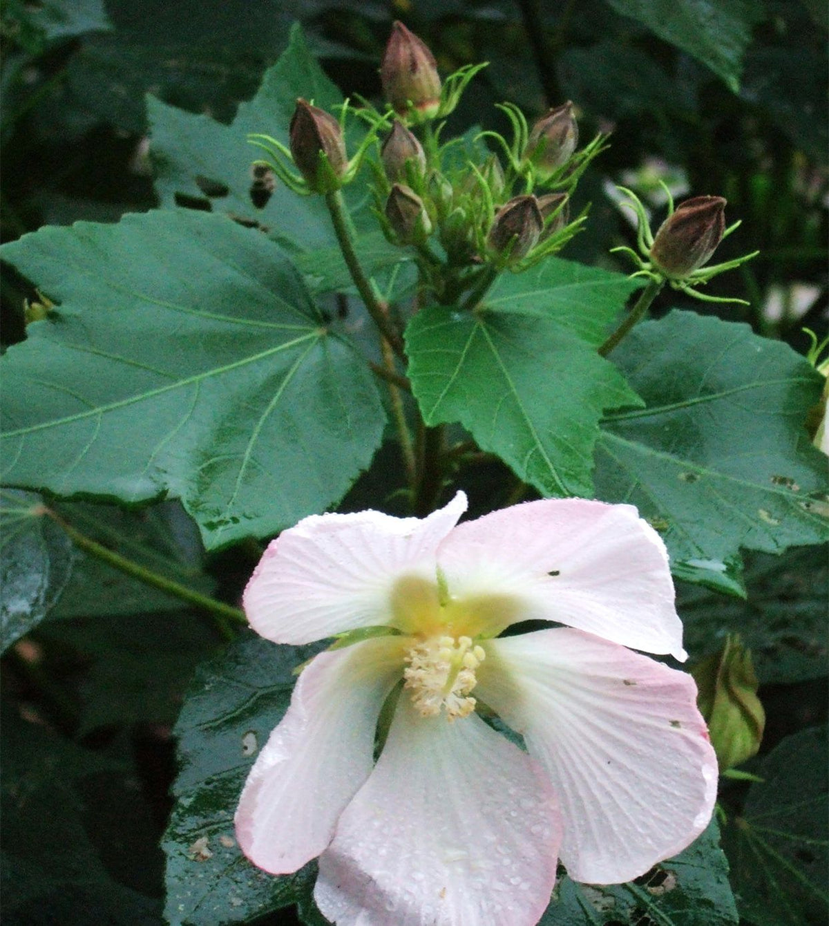 Hardy Hibiscus Seeds – Beautiful Flower for Garden, Vase, or Courtyard Planting