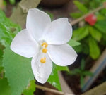 Hibiscus Mini White heirloom non-gmo garden seeds