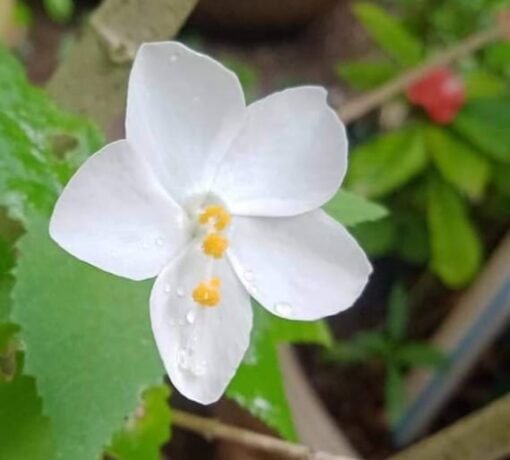 Hibiscus Mini White heirloom non-gmo garden seeds