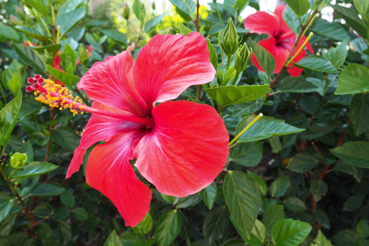 Hardy Red Hibiscus moscheutos flower seeds for perennial garden planting and summer color