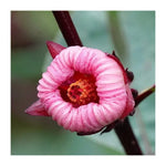 Roselle Hibiscus Sabdariffa Plant Seeds for Planting Non-GMO Heirloom Garden Seeds for Home Growing seeds for planting in home garden
