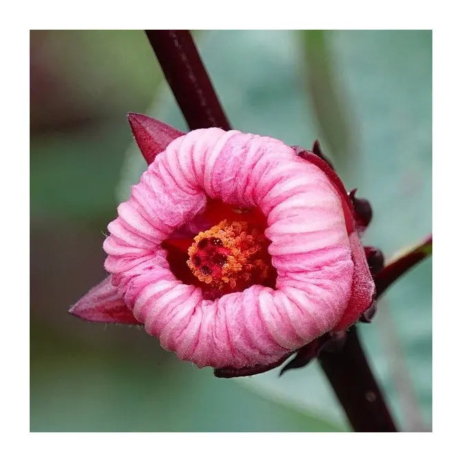 Roselle Hibiscus Sabdariffa Plant Seeds for Planting Non-GMO Heirloom Garden Seeds for Home Growing seeds for planting in home garden