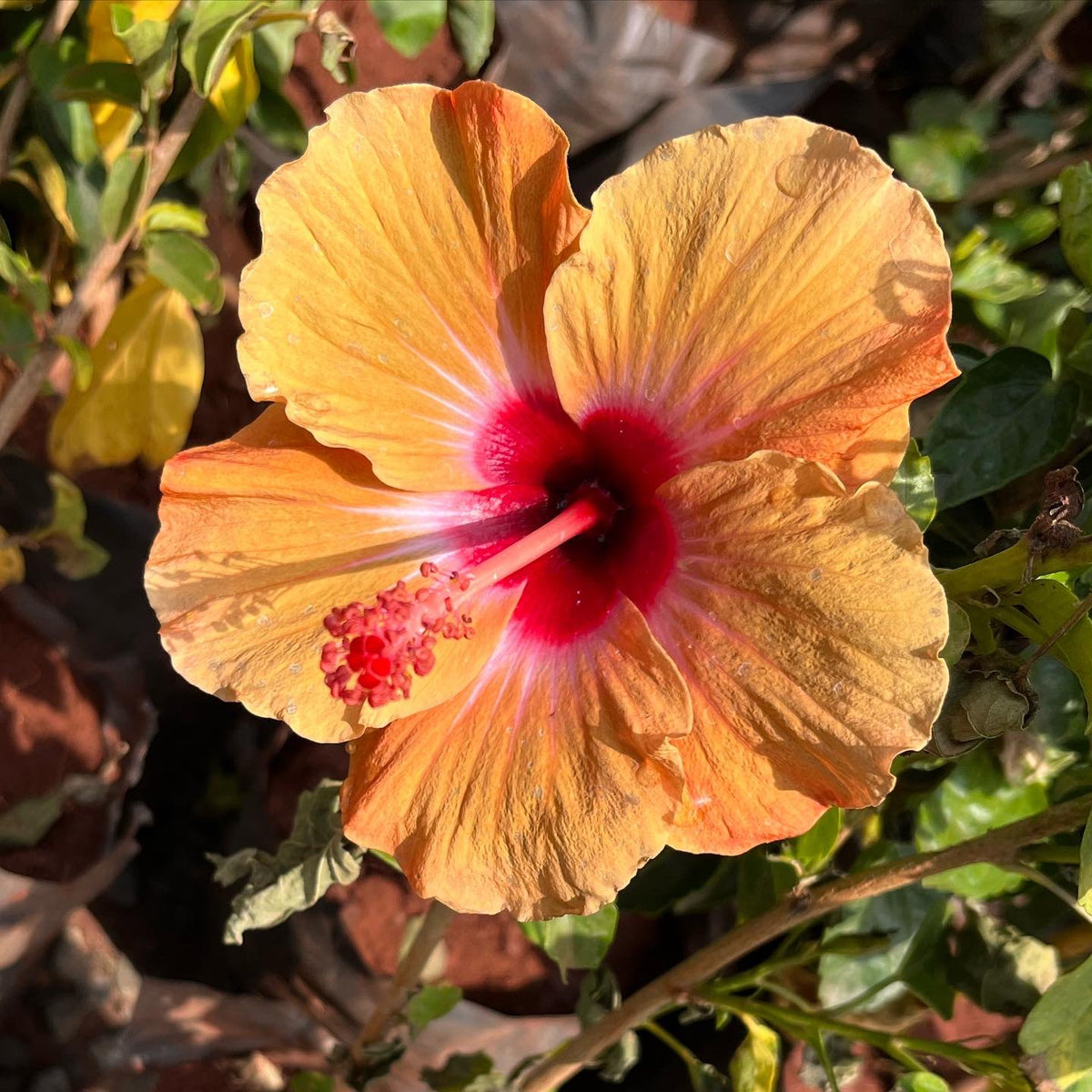 Buy Hibiscus Seeds for Sale Online – Orange Bonsai Variety