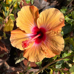 Buy Hibiscus Seeds for Sale Online – Orange Bonsai Variety