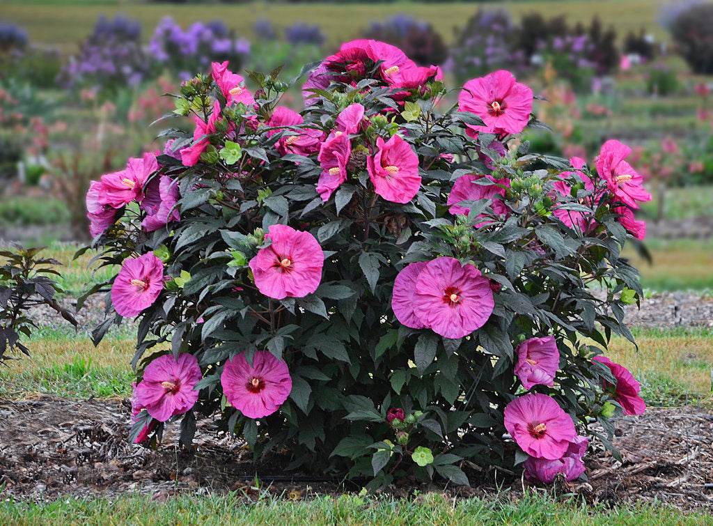 Dinnerplate Hibiscus moscheutos Flowering Seeds For Planting backyard