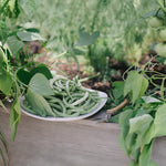 High germination Algarve bean seeds for trellis growing