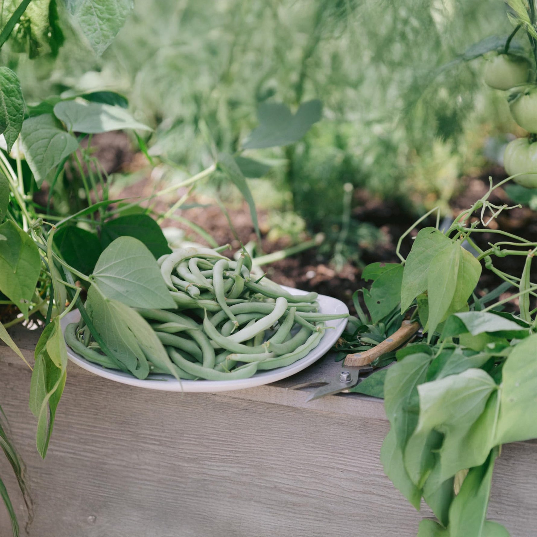 High germination Algarve bean seeds for trellis growing