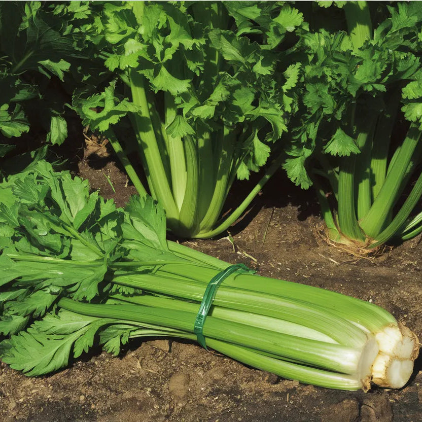 High germination cauliflower seeds Veronica variety