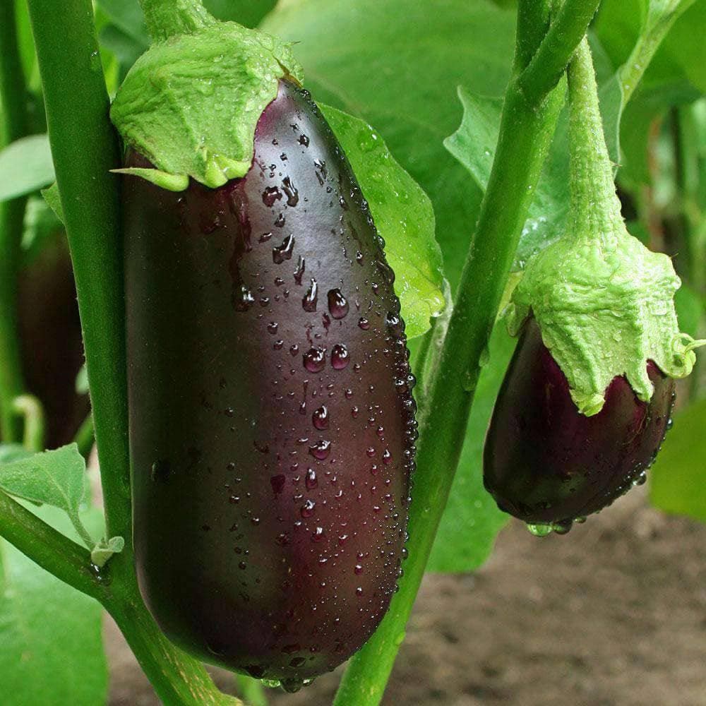High germination eggplant seeds Black Beauty variety