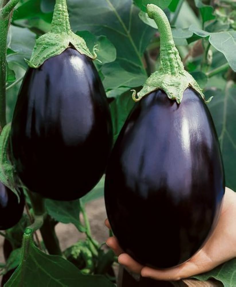 high germination eggplant seeds non GMO
