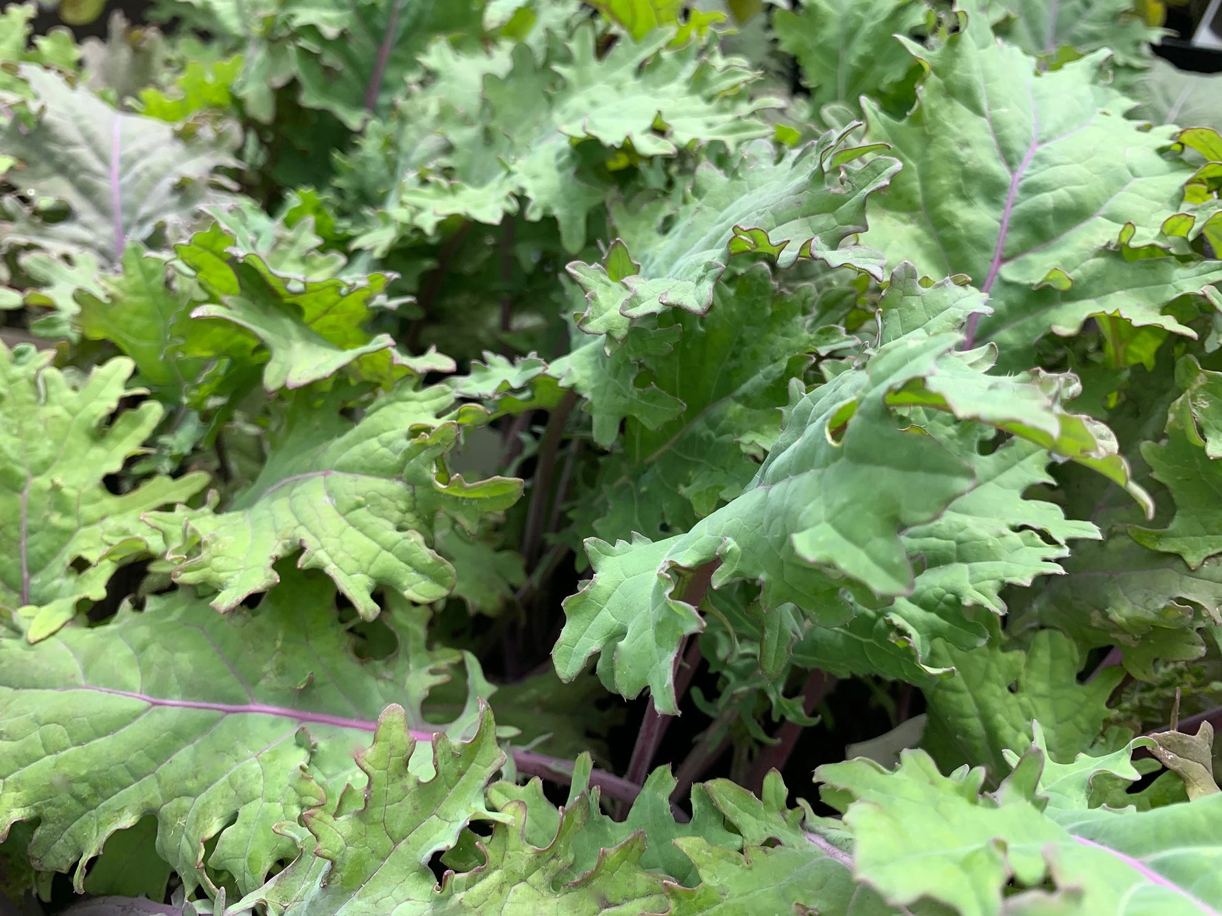 High germination White Russian kale seeds for gardeners