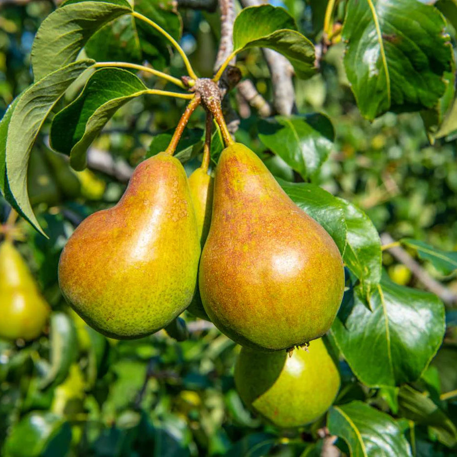 High germination pear seeds for garden planting