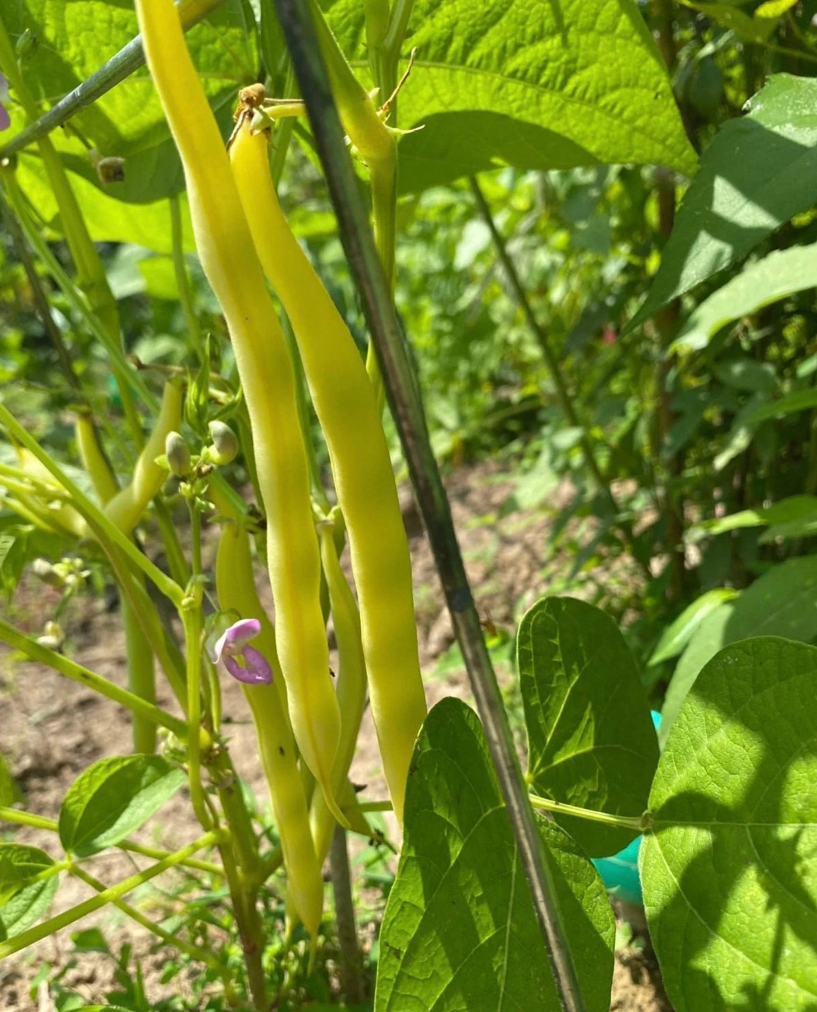 High germination Rocdor bean seeds planting guide