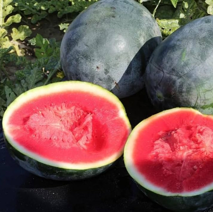 High germination watermelon Black Diamond seeds for gardeners