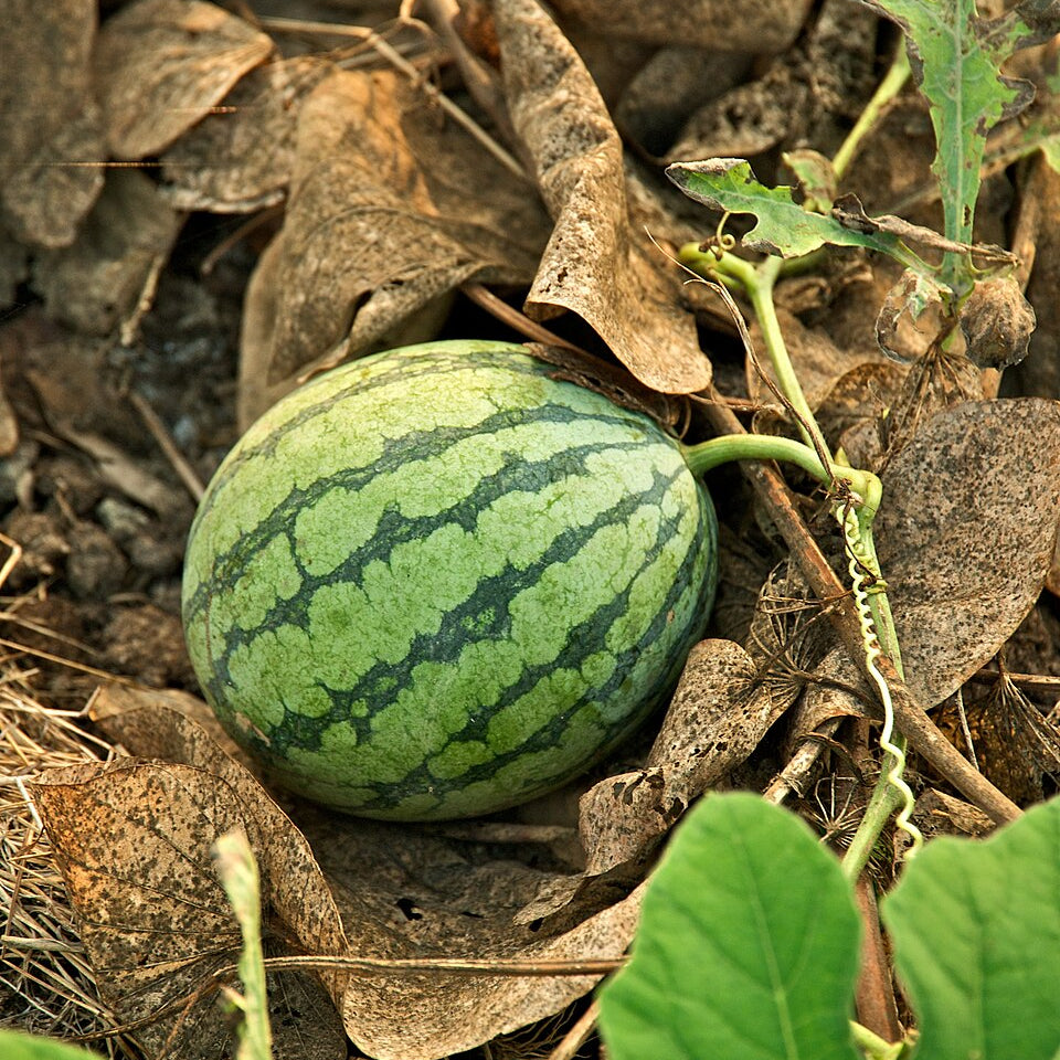 High germination watermelon seeds for garden planting
