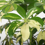 High quality Schefflera seeds tropical houseplant seeds