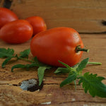 High yield Amish Paste tomato seeds for gardeners