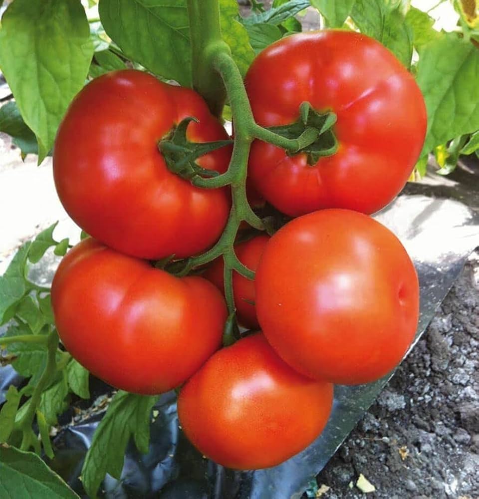 High yield Phoenix Hybrid tomato seeds for outdoor gardening