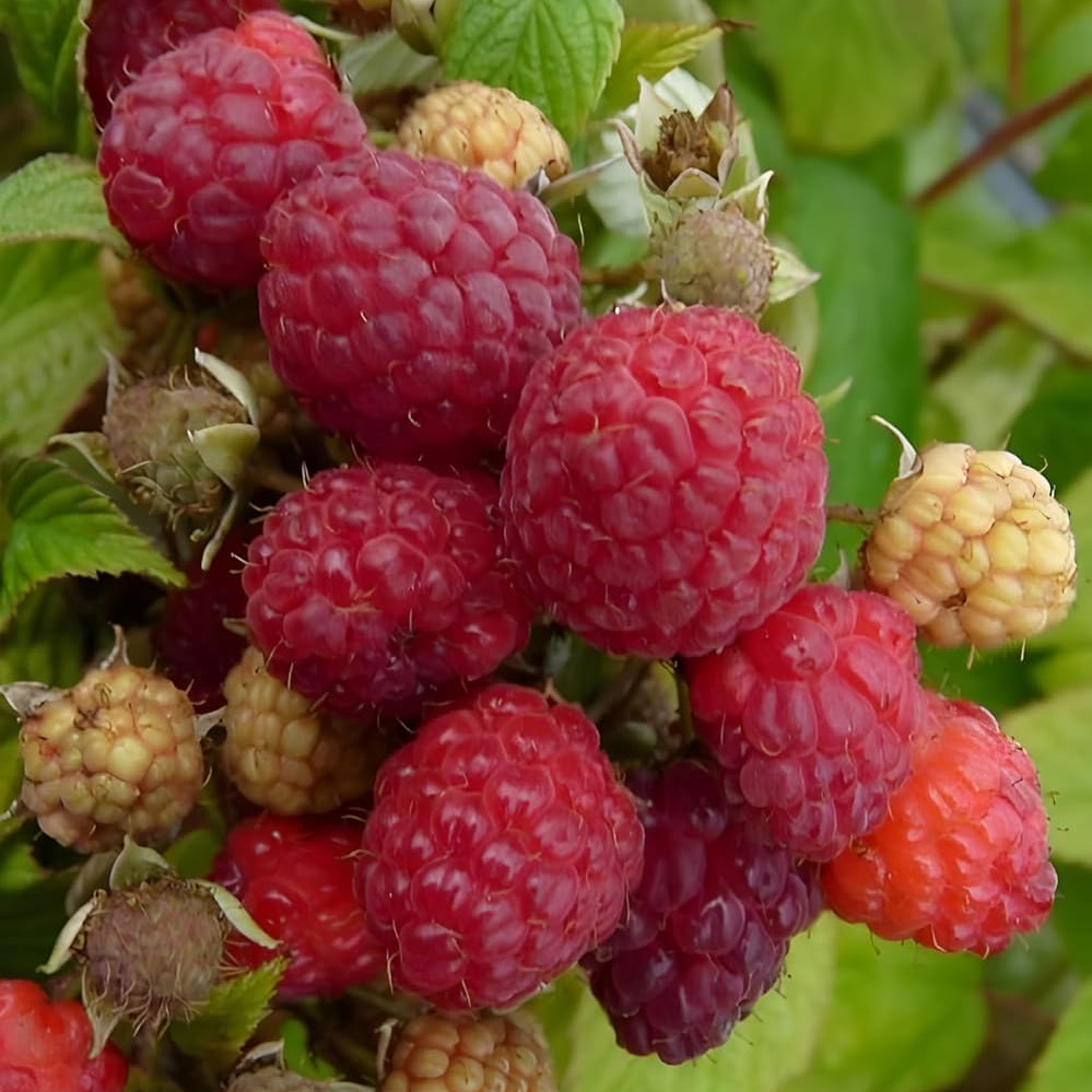 Brandywine Raspberry Color Brandywine Raspberry Seeds – Rubus idaeus Variety for Abundant Yield ...