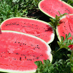 High yield Citrullus lanatus watermelon farming seeds