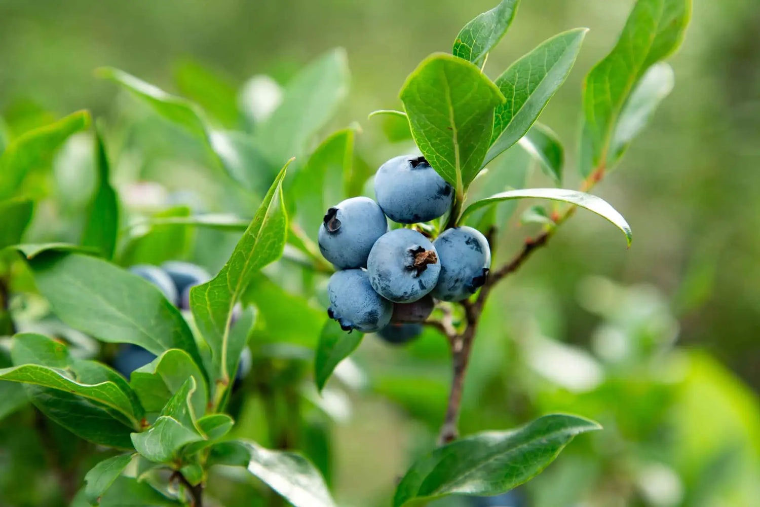 Highbush Blueberry (Vaccinium corymbosum)