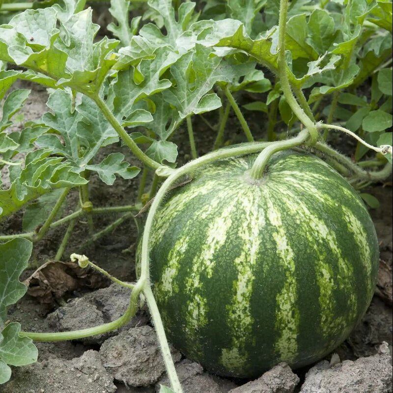 Hime Kansen Japanese small watermelon fruit on vine
