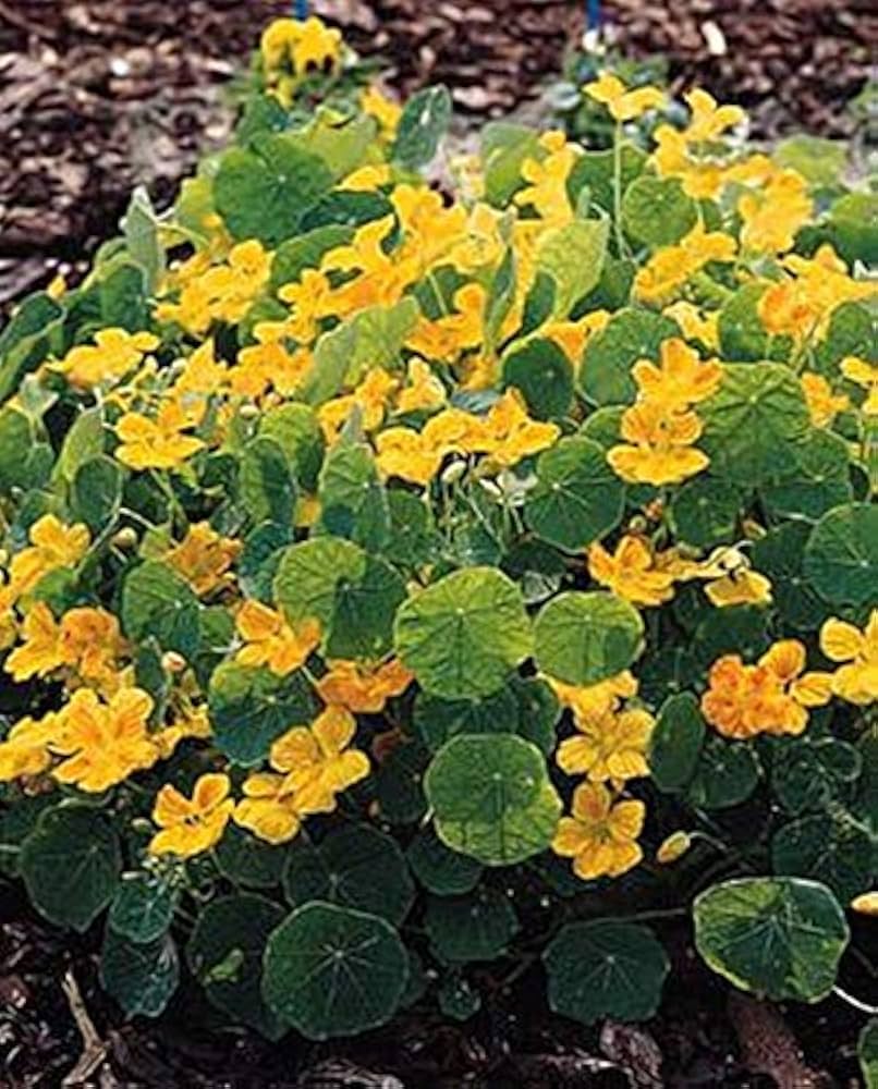 Hirlybird flower seeds annual yellow ribbed variety for planting in backyard flower beds or balcony pots - Dharaseeds