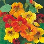 Hirlybird flower seeds annual yellow ribbed variety for planting in backyard flower beds or balcony pots - Dharaseeds