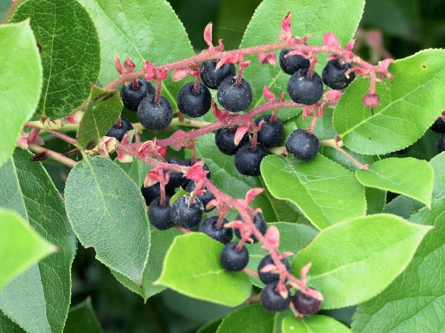 Salal Berry – Wild Pacific Northwest Superfruit