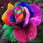 Holland Rose Flower Seeds – Classic Dutch Rose Varieties for Cut Gardens - Dharaseeds