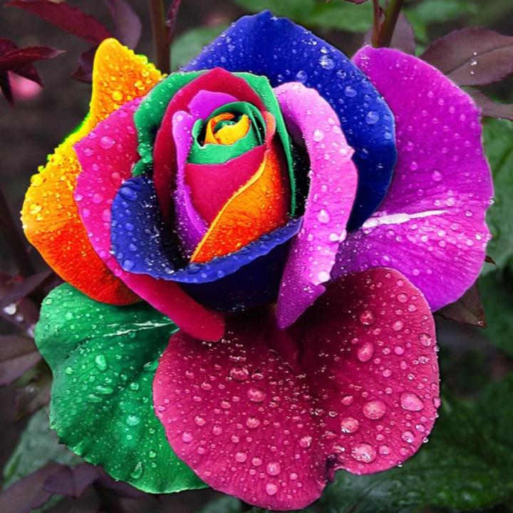 Holland Rose Flower Seeds – Classic Dutch Rose Varieties for Cut Gardens - Dharaseeds