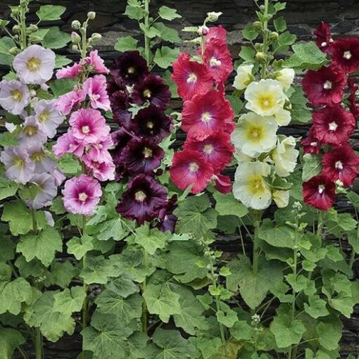 Hollyhock Dwarf Open Pollinated heirloom non-gmo organic garden seeds