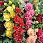 flowers high quality flower seeds for growing vibrant and colorful blooms in home gardens and landscapes organic flowers premium organic flower seeds for sustainable gardening and beautiful blossoms suitable for all climates