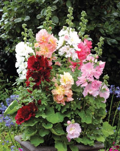 Hollyhock Double Celebrity Imported heirloom non-gmo organic garden seeds