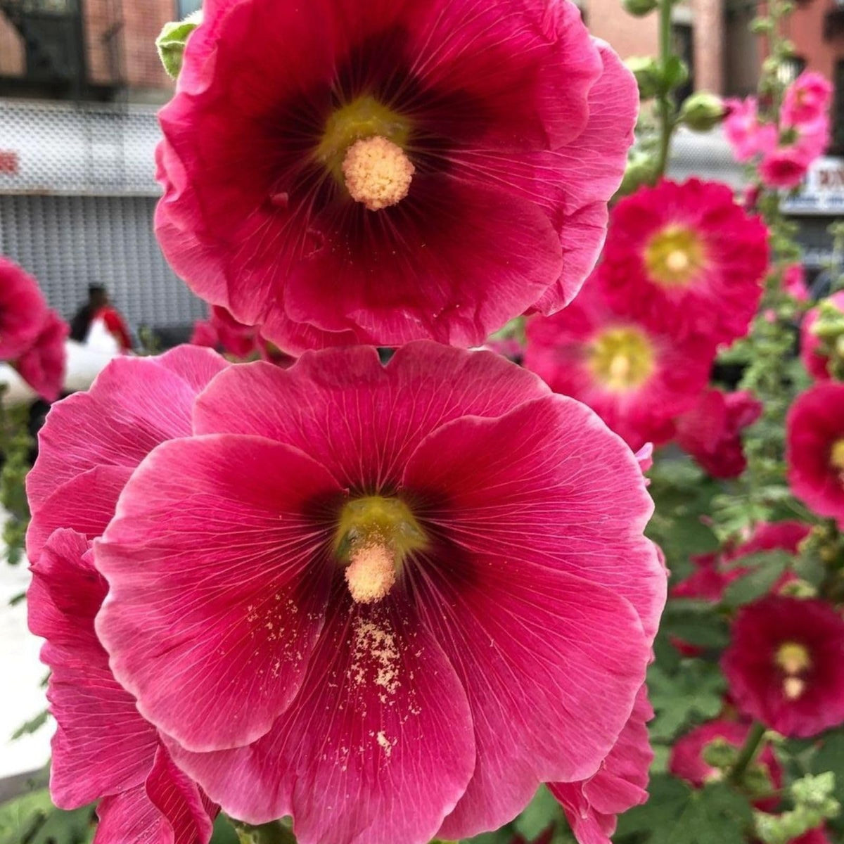 Alcea Rosea Dark Red Seeds – Hollyhock Backyard Garden & Tall Flower ...
