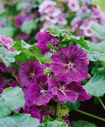 Hollyhock flower Alcea rosea double red perennial seeds for planting in sunny flower borders - Dharaseeds