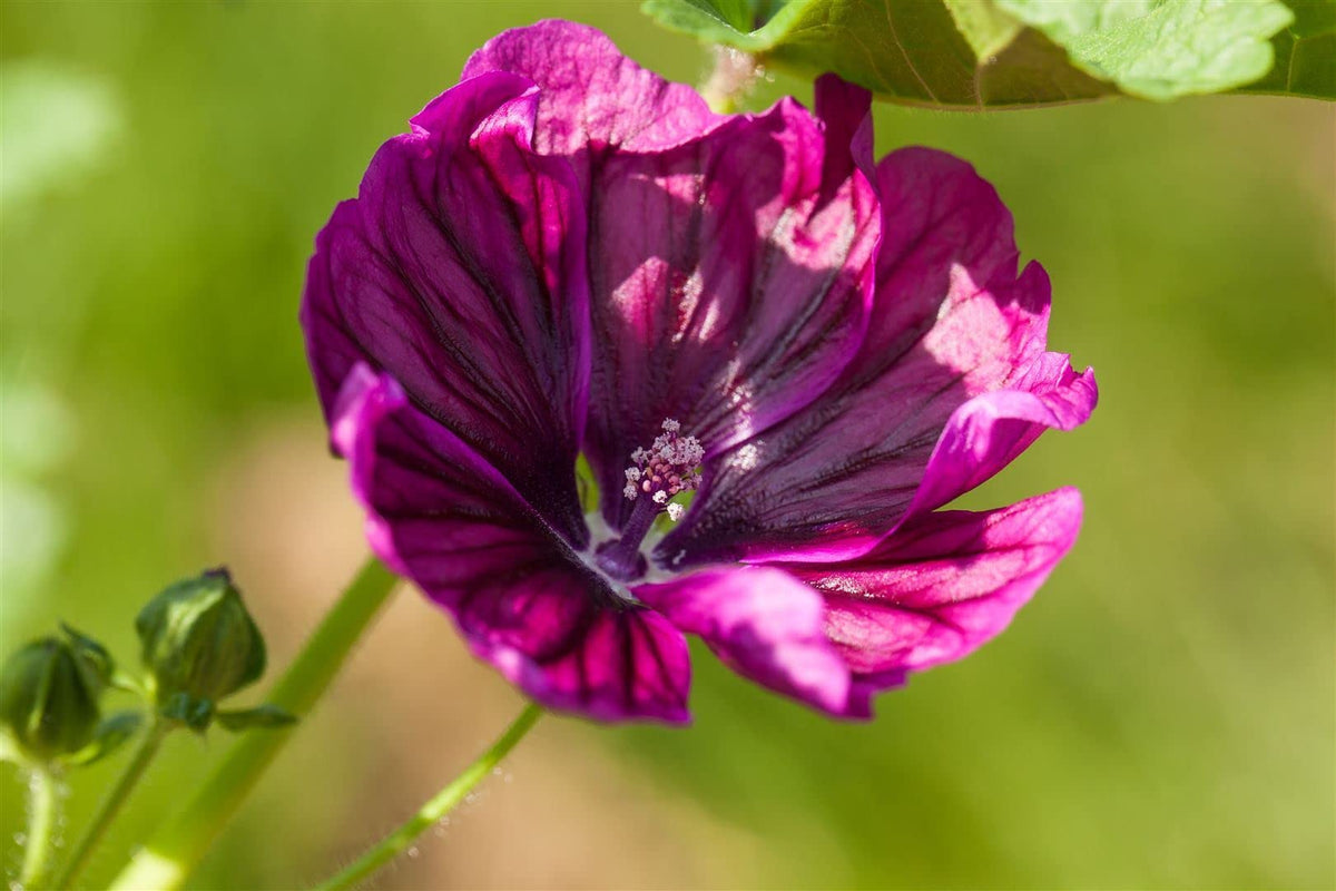 Hollyhock flower Alcea rosea double red perennial seeds for planting in sunny flower borders - Dharaseeds