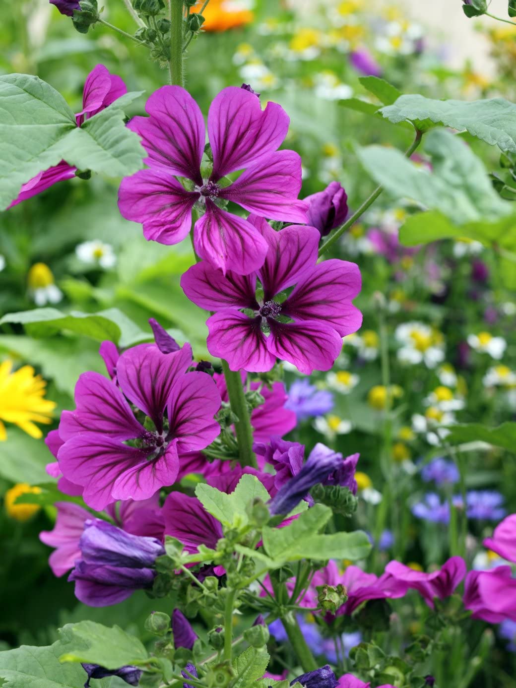 Hollyhock flower Alcea rosea double red perennial seeds for planting in sunny flower borders - Dharaseeds