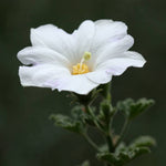 Hollyhock flower Alcea rosea double white perennial seeds for large garden blooms - Dharaseeds