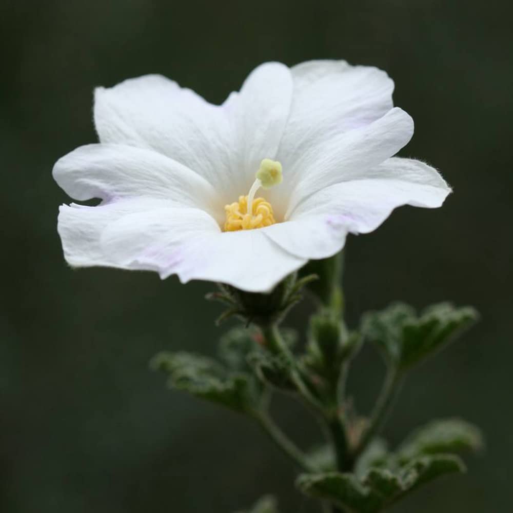 Hollyhock flower Alcea rosea double white perennial seeds for large garden blooms - Dharaseeds