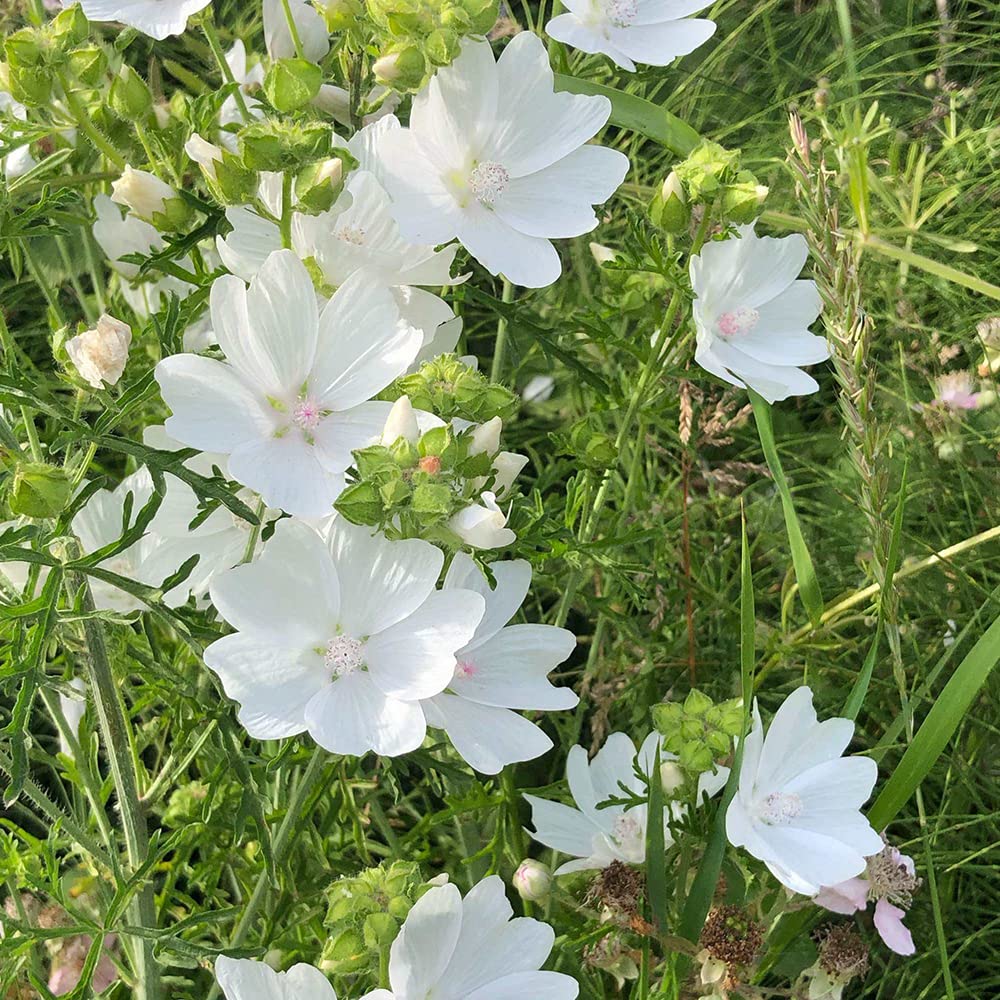 Hollyhock flower Alcea rosea double white perennial seeds for large garden blooms - Dharaseeds