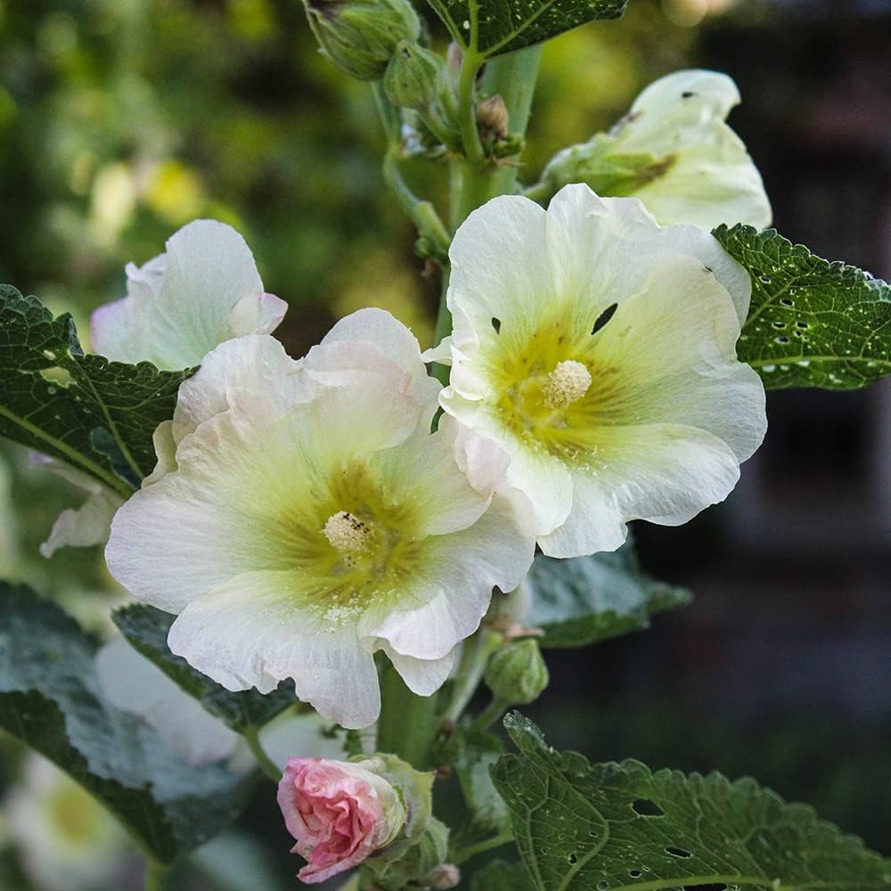 Hollyhock flower Alcea rosea double white perennial seeds for large garden blooms - Dharaseeds