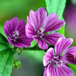Hollyhock flower Alcea rosea double white - purple perennial seeds for planting in garden beds or decorative pots - Dharaseeds
