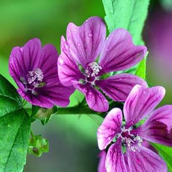 Hollyhock flower Alcea rosea double white - purple perennial seeds for planting in garden beds or decorative pots - Dharaseeds