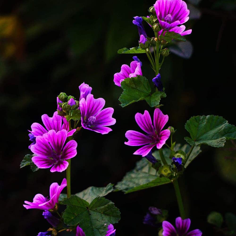 Hollyhock flower Alcea rosea double white - purple perennial seeds for planting in garden beds or decorative pots - Dharaseeds