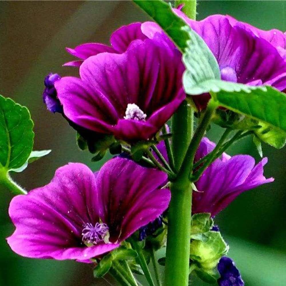 Hollyhock flower Alcea rosea double white - purple perennial seeds for planting in garden beds or decorative pots - Dharaseeds