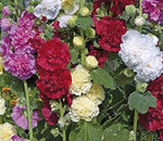 Hollyhock flower Alcea rosea double yellow perennial seeds for planting in backyard garden beds - Dharaseeds